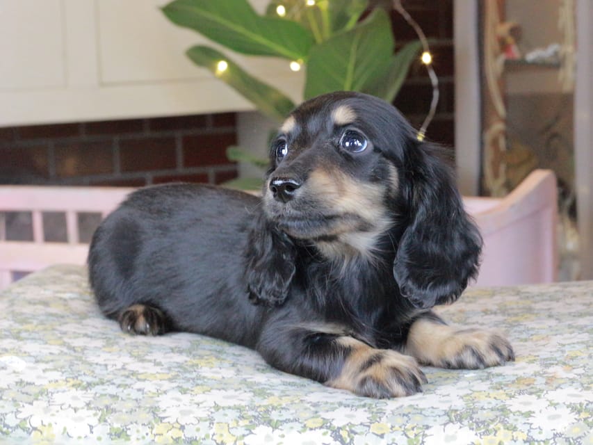 カニンヘンダックスフンド セーラ&スパーキの子犬 ブラタン 男の子