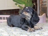Kaninchen_Dachshund_0107 Kaninchen_Dachshund_0107