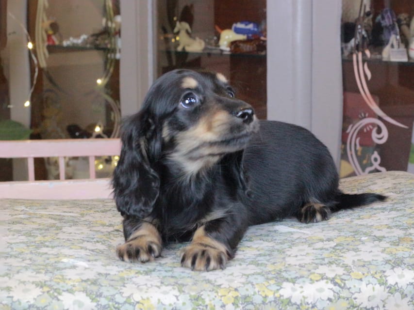 カニンヘンダックスフンド セーラ&スパーキの子犬 ブラタン 男の子