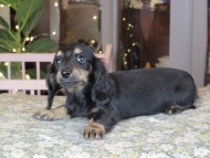 Kaninchen_Dachshund_0127