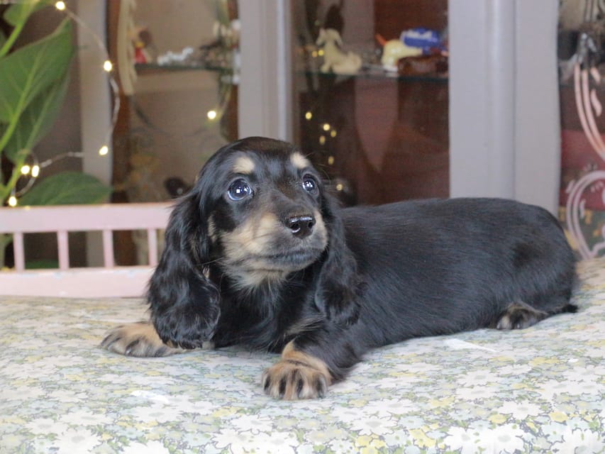 カニンヘンダックスフンド セーラ&スパーキの子犬 ブラタン 男の子