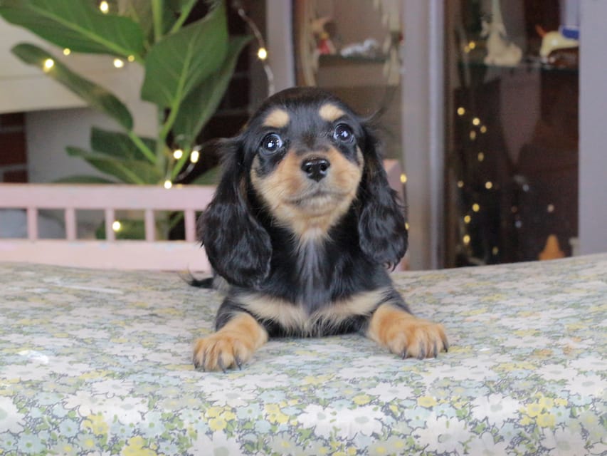 カニンヘンダックスフンド セーラ&スパーキの子犬 ブラタン 女の子