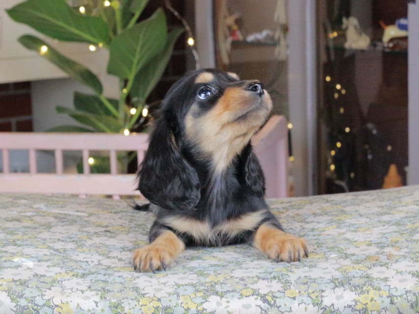 カニンヘンダックスフンド セーラ&スパーキの子犬 ブラタン 女の子