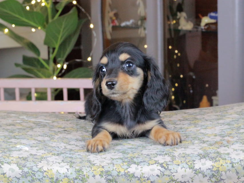 カニンヘンダックスフンド セーラ&スパーキの子犬 ブラタン 女の子