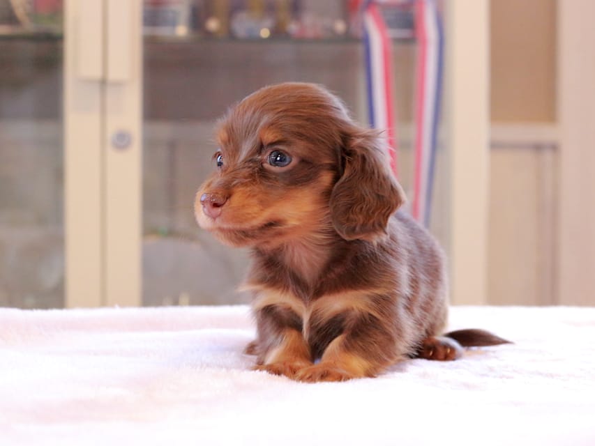 カニンヘン ダックスフンド アンリブレ & リバティーの子犬 チョコタン 女の子Kaninchen_Dachshund_0150 カニンヘン ダックスフンド アンリブレ & リバティーの子犬 チョコタン 女の子