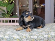 Kaninchen_Dachshund_0151