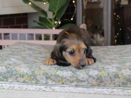Kaninchen_Dachshund_0153