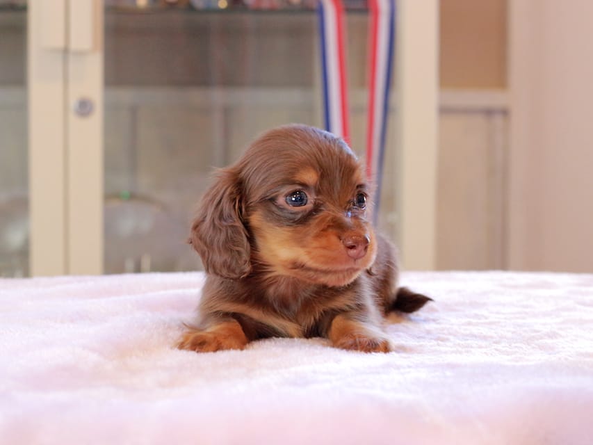 カニンヘン ダックスフンド アンリブレ & リバティーの子犬 チョコタン 女の子Kaninchen_Dachshund_0153 カニンヘン ダックスフンド アンリブレ & リバティーの子犬 チョコタン 女の子