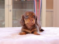 Kaninchen_Dachshund_0156 Kaninchen_Dachshund_0156