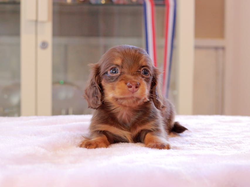 カニンヘン ダックスフンド アンリブレ & リバティーの子犬 チョコタン 女の子Kaninchen_Dachshund_0156 カニンヘン ダックスフンド アンリブレ & リバティーの子犬 チョコタン 女の子