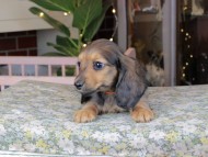 Kaninchen_Dachshund_0157 Kaninchen_Dachshund_0157