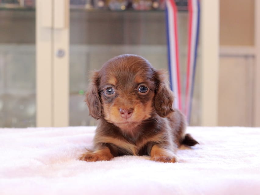 カニンヘン ダックスフンド アンリブレ & リバティーの子犬 チョコタン 女の子Kaninchen_Dachshund_0160 カニンヘン ダックスフンド アンリブレ & リバティーの子犬 チョコタン 女の子