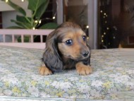 Kaninchen_Dachshund_0163 Kaninchen_Dachshund_0163