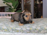 Kaninchen_Dachshund_0165 Kaninchen_Dachshund_0165