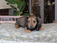 Kaninchen_Dachshund_0167 Kaninchen_Dachshund_0167