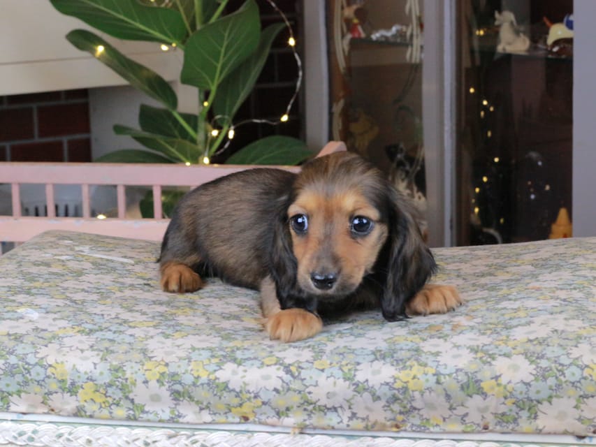 カニンヘンダックスフンド セーラ&スパーキの子犬 シェーデットレッド 女の子（1）