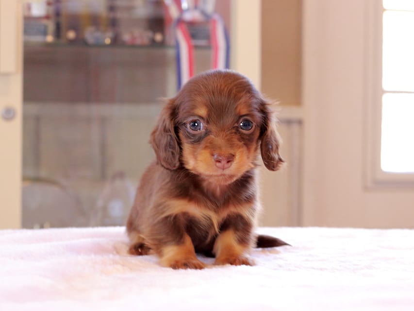 カニンヘン ダックスフンド アンリブレ & リバティーの子犬 チョコタン 女の子Kaninchen_Dachshund_0167 カニンヘン ダックスフンド アンリブレ & リバティーの子犬 チョコタン 女の子