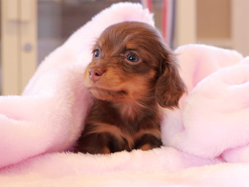 カニンヘン ダックスフンド アンリブレ & リバティーの子犬 チョコタン 女の子Kaninchen_Dachshund_0169 カニンヘン ダックスフンド アンリブレ & リバティーの子犬 チョコタン 女の子