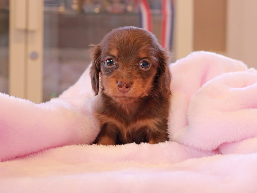 カニンヘン ダックスフンド アンリブレ & リバティーの子犬 チョコタン 女の子Kaninchen_Dachshund_0174 カニンヘン ダックスフンド アンリブレ & リバティーの子犬 チョコタン 女の子