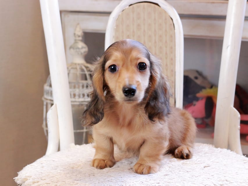 カニンヘン ダックスフンド フルーティ ＆ ジルベールの子犬 レディッシュイエロー 男の子