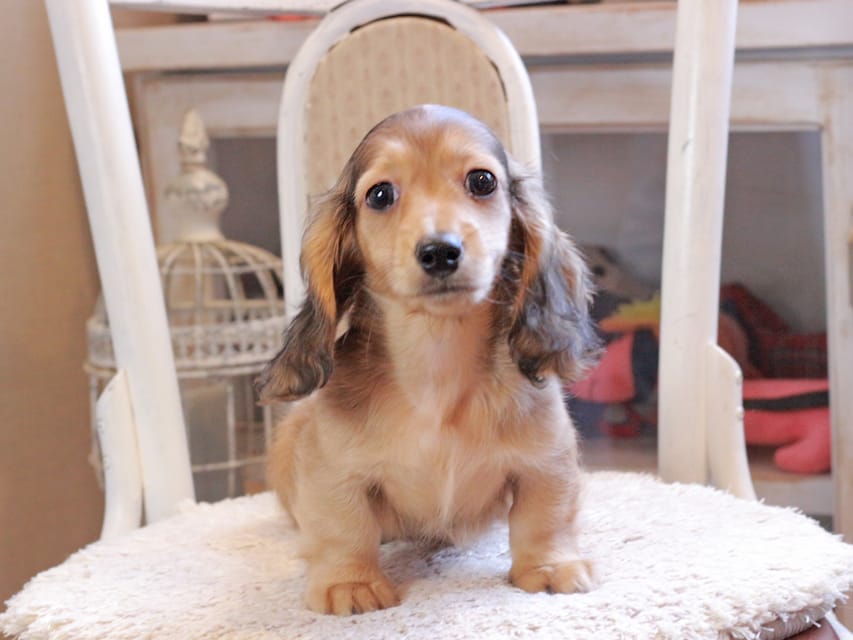 カニンヘン ダックスフンド フルーティ ＆ ジルベールの子犬 レディッシュイエロー 男の子