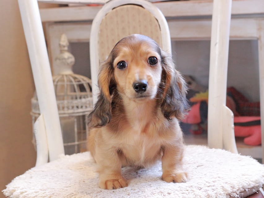 カニンヘン ダックスフンド フルーティ ＆ ジルベールの子犬 レディッシュイエロー 男の子