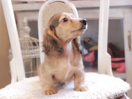 Kaninchen_Dachshund_0182