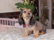 Kaninchen_Dachshund_0188