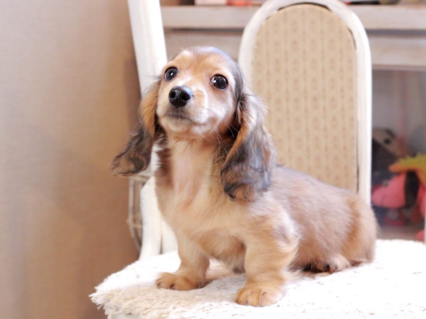 カニンヘン ダックスフンド フルーティ ＆ ジルベールの子犬 レディッシュイエロー 男の子