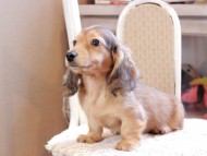 Kaninchen_Dachshund_0192