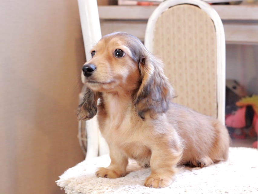 カニンヘン ダックスフンド フルーティ ＆ ジルベールの子犬 レディッシュイエロー 男の子