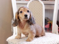 Kaninchen_Dachshund_0196