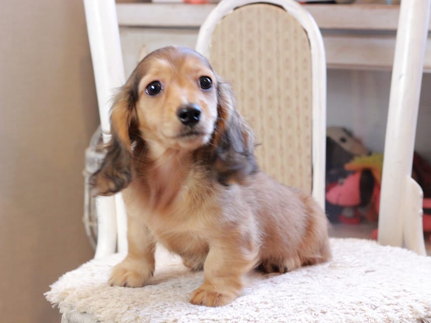 カニンヘン ダックスフンド フルーティ ＆ ジルベールの子犬 レディッシュイエロー 男の子