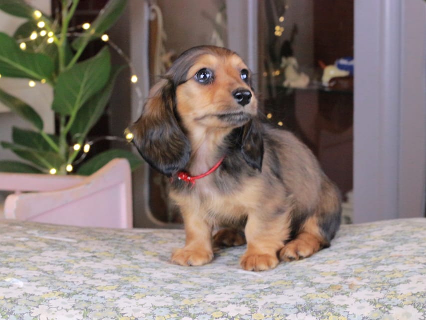 カニンヘンダックスフンド セーラ&スパーキの子犬 シェーデットレッド 女の子（2）