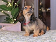 Kaninchen_Dachshund_0202