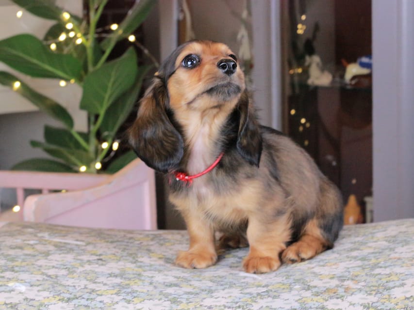 カニンヘンダックスフンド セーラ&スパーキの子犬 シェーデットレッド 女の子（2）