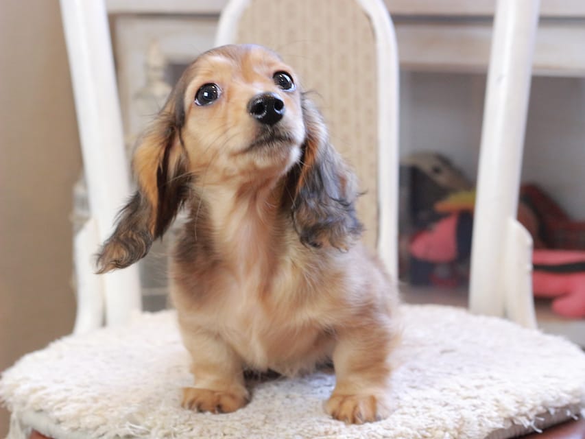 カニンヘン ダックスフンド フルーティ ＆ ジルベールの子犬 レディッシュイエロー 男の子