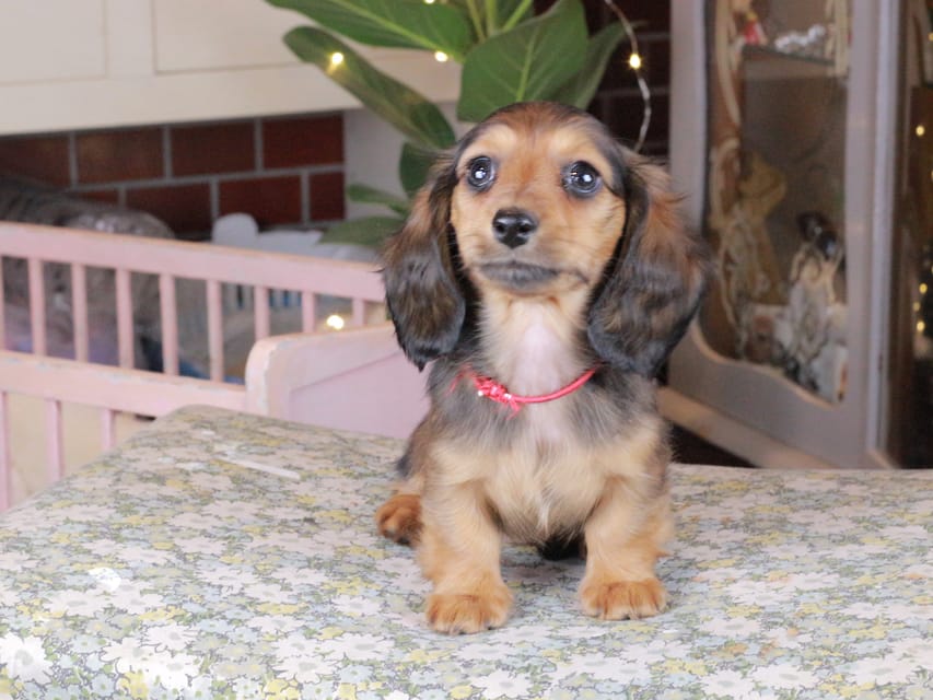 カニンヘンダックスフンド セーラ&スパーキの子犬 シェーデットレッド 女の子（2）