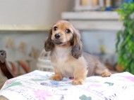 Kaninchen_Dachshund_0226