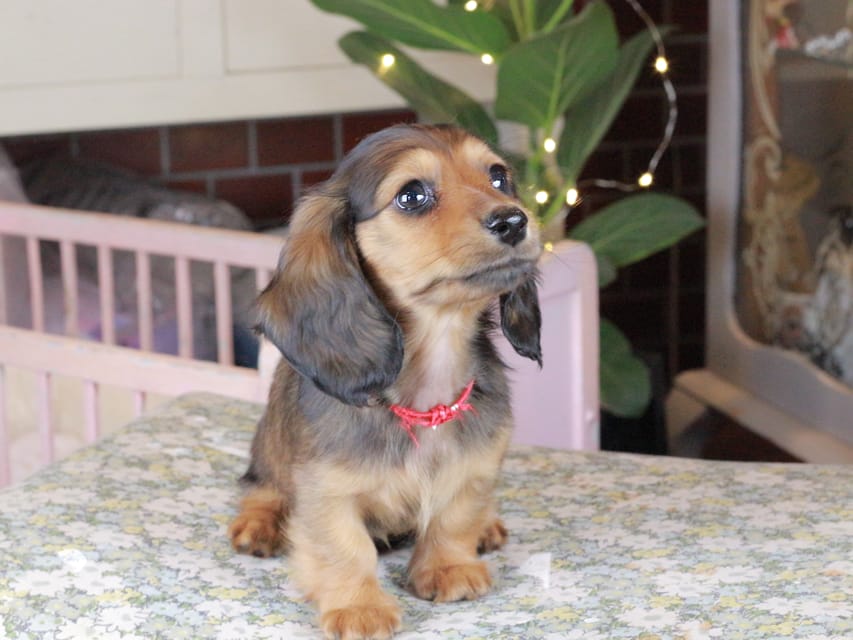 カニンヘンダックスフンド セーラ&スパーキの子犬 シェーデットレッド 女の子（2）