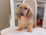 カメオ ＆ ボノの子犬 レッド 男の子 カニンヘンダックスフンド