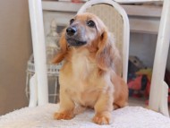 Kaninchen_Dachshund_0229