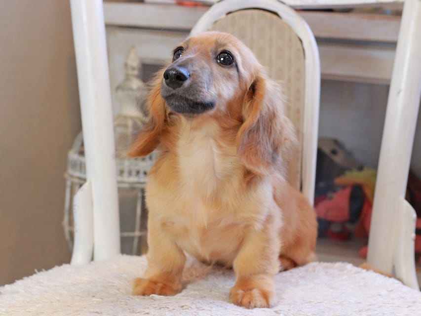 カニンヘン ダックスフンド カメオ ＆ ボノの子犬 レッド 男の子