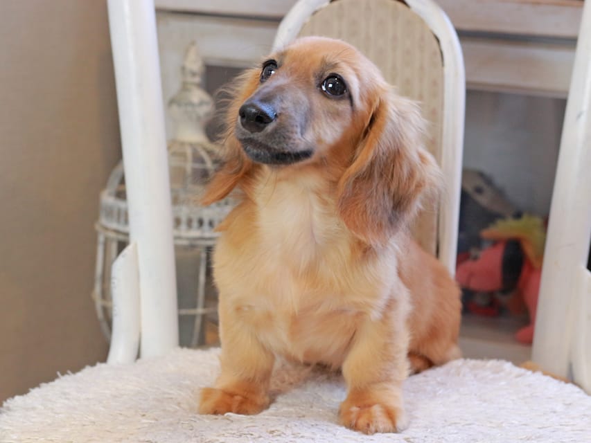 カニンヘン ダックスフンド カメオ ＆ ボノの子犬 レッド 男の子
