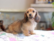 Kaninchen_Dachshund_0237