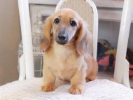 Kaninchen_Dachshund_0245