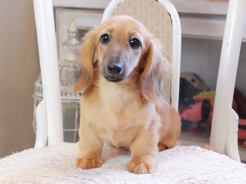 カニンヘン ダックスフンド カメオ ＆ ボノの子犬 レッド 男の子