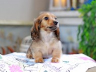 Kaninchen_Dachshund_0248