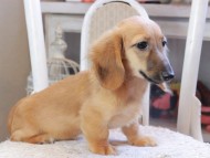 Kaninchen_Dachshund_0248