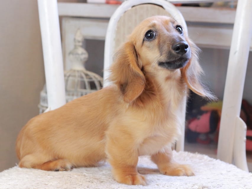 カニンヘン ダックスフンド カメオ ＆ ボノの子犬 レッド 男の子